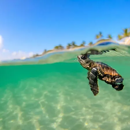 Blue Vista Апартаменты Циливи